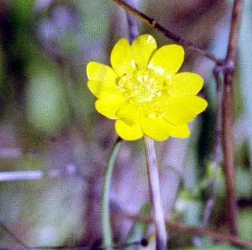 California Buttercup (Ranunculus Californicus) — When including this plant in your design