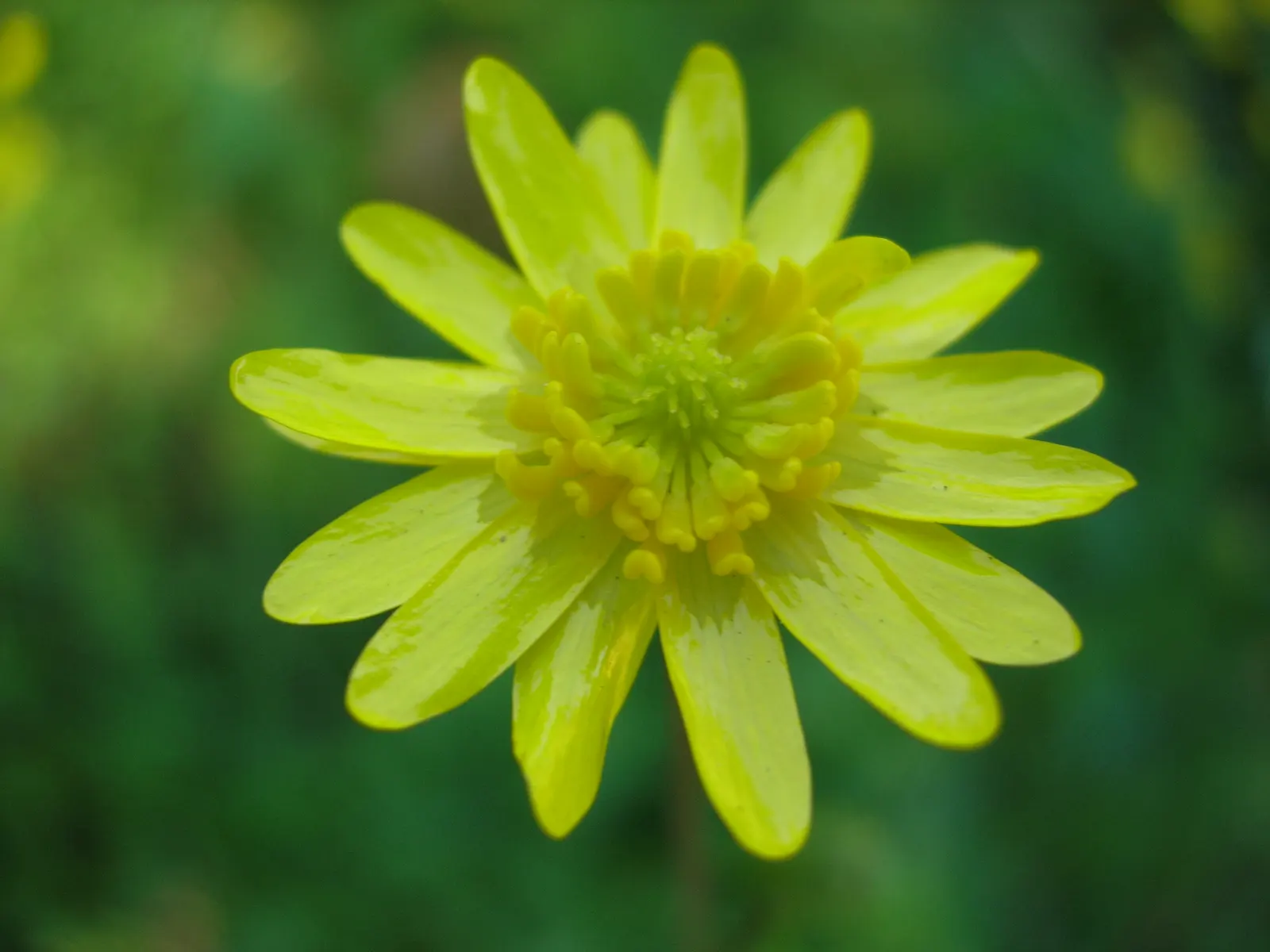 California Buttercup (Ranunculus Californicus) — The bright yellow blossoms will also attract pollinators, adding to the garden's ecological value