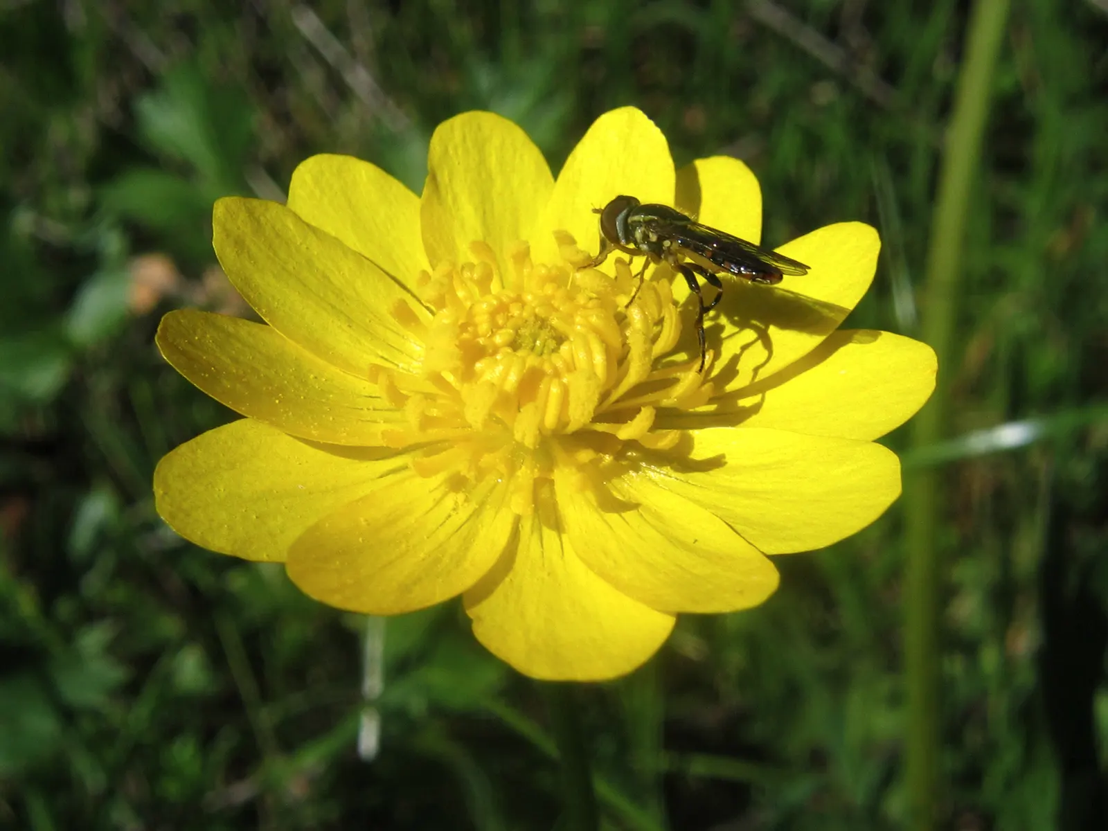 California Buttercup (Ranunculus Californicus) — perennial with gold blooms
