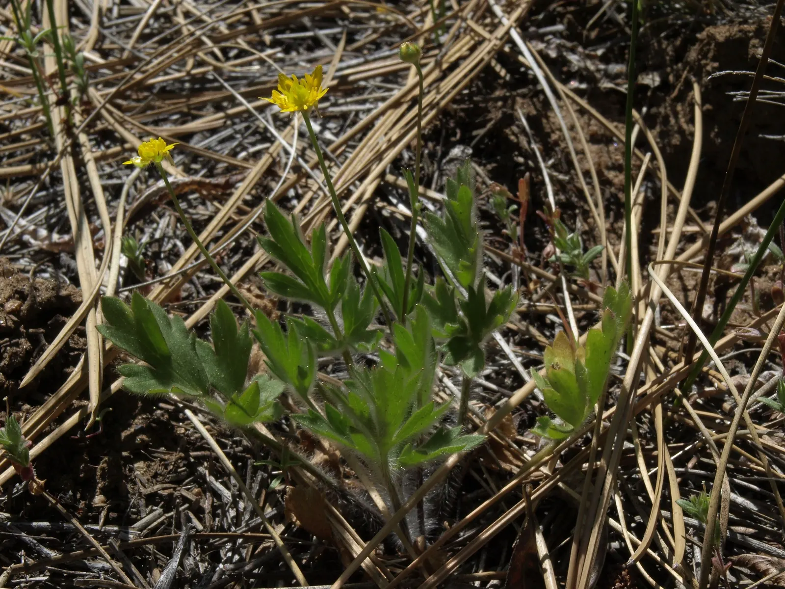 California Buttercup (Ranunculus Californicus) — Its moderate drought tolerance makes it a valuable asset for water-wise gardens; when including this plant in