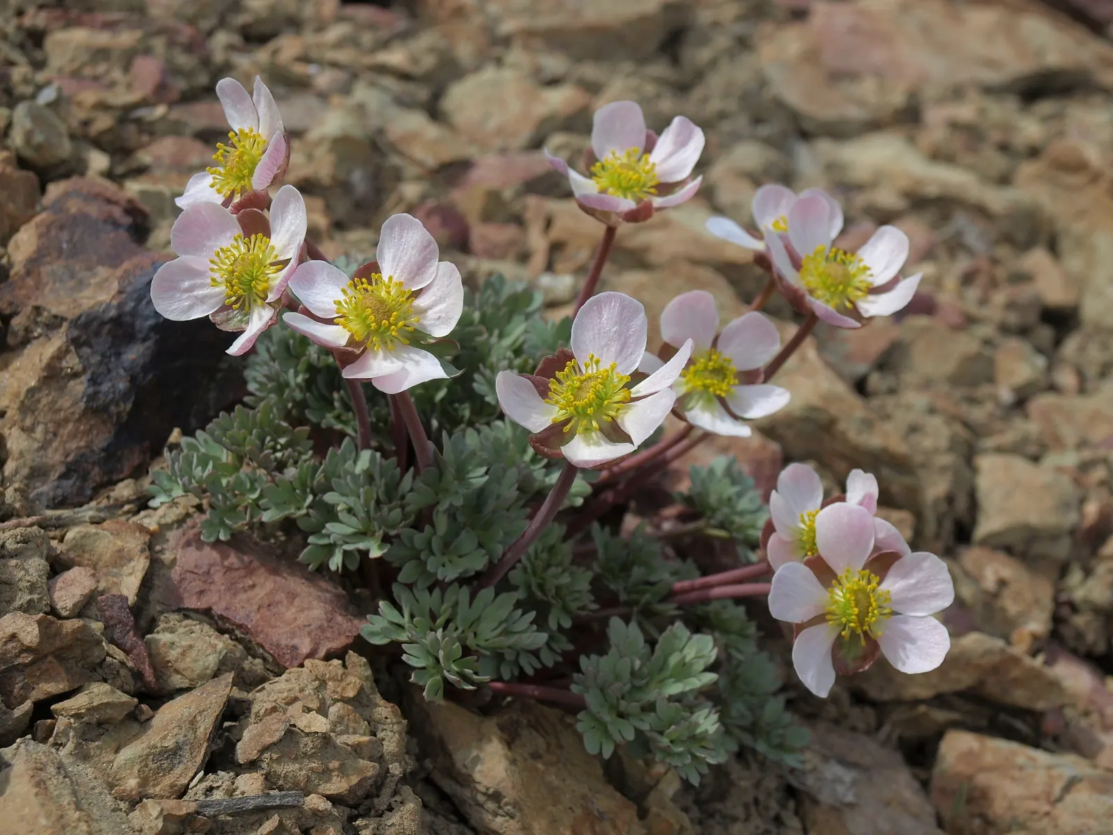 California Buttercup (Ranunculus Californicus) — This plant blooms generously from early spring into midsummer; this native wildflower is a delightful addition