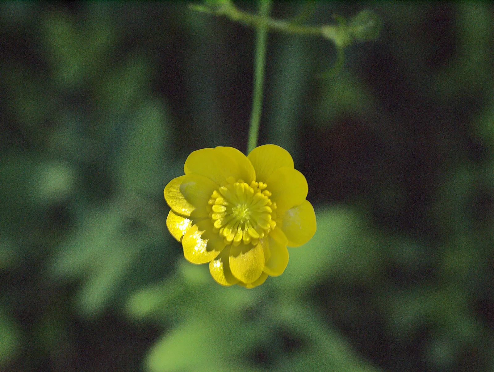 California Buttercup (Ranunculus Californicus) — and other drought-tolerant natives that share its love for the Mediterranean climate; blooming from February