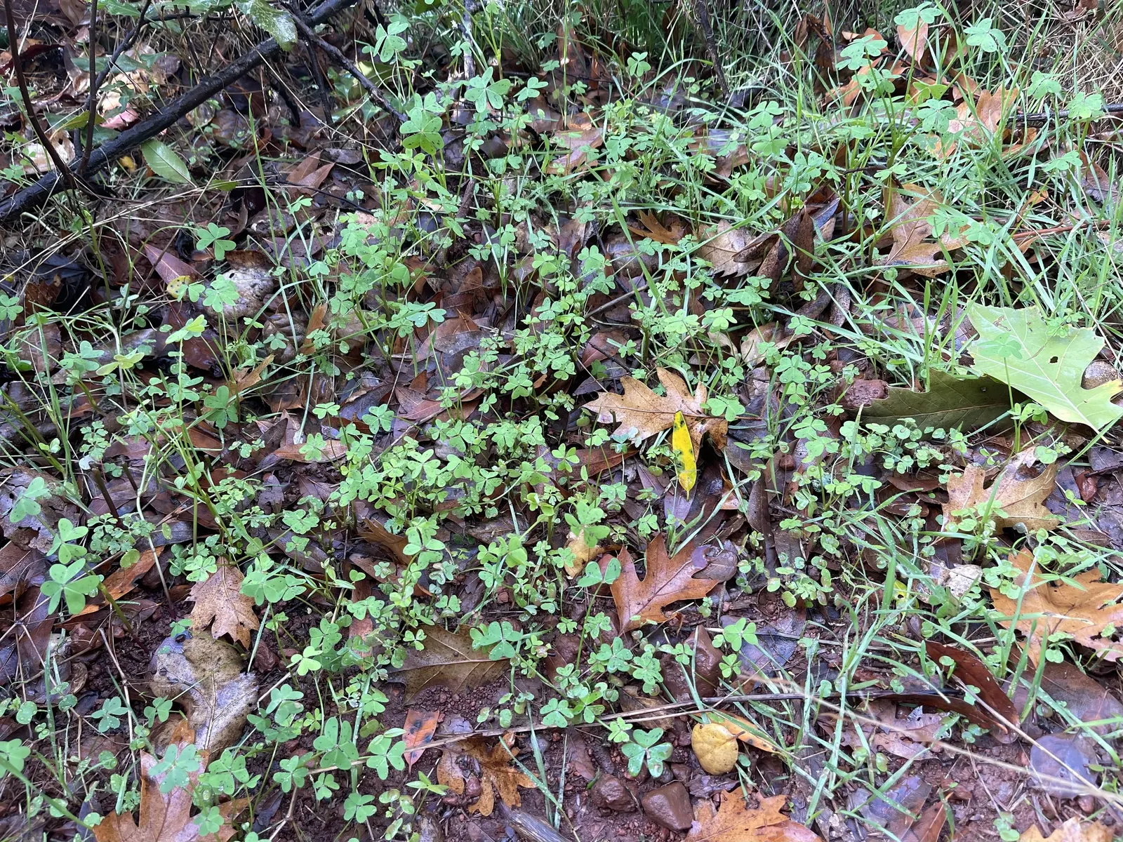California Buttercup (Ranunculus Californicus) — This native wildflower is a delightful addition to any landscape; boasting a bright disposition with its