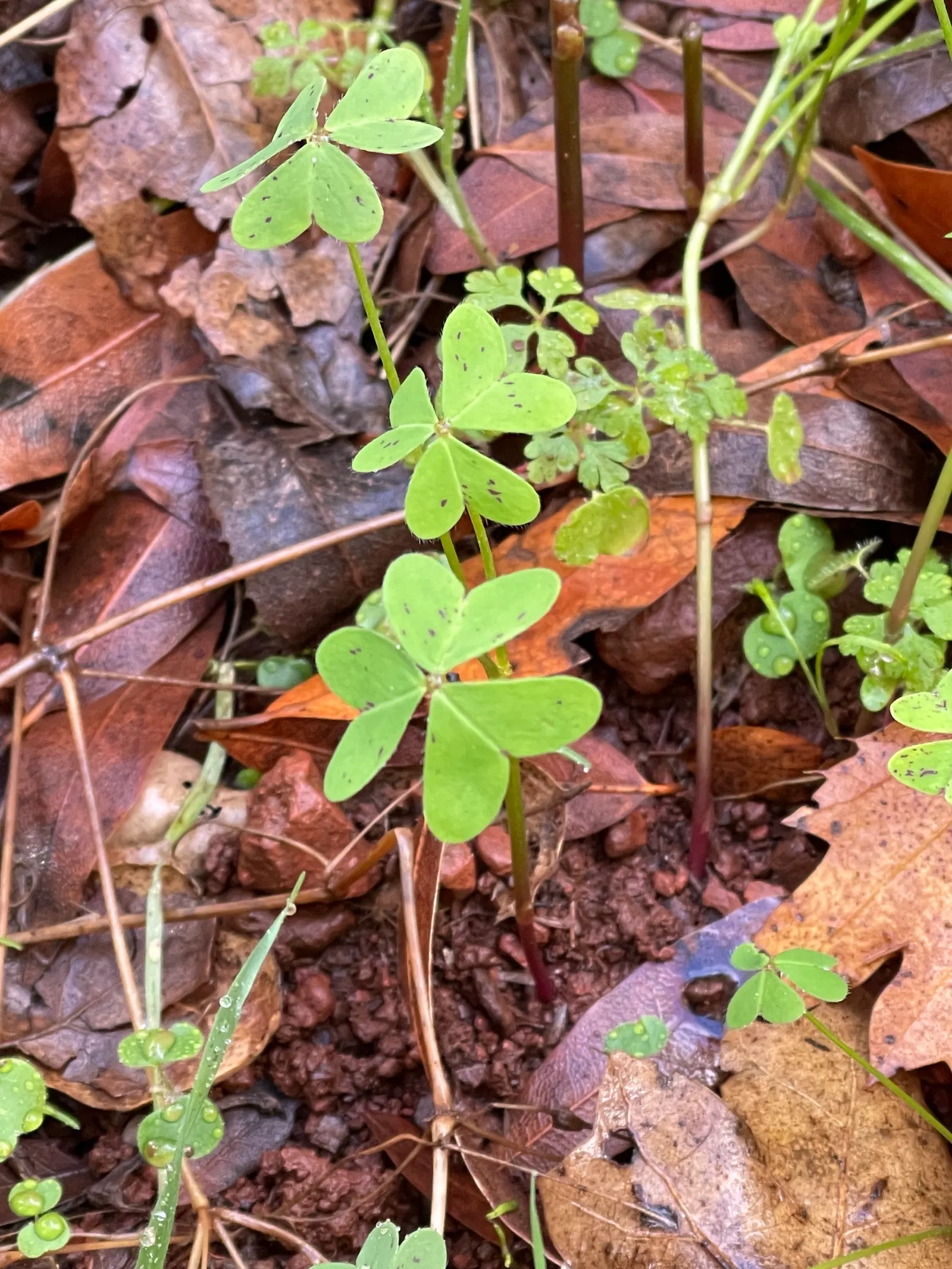 California Buttercup (Ranunculus Californicus) — requiring minimal supplemental watering once established; is a native perennial boasting glossy yellow flowers