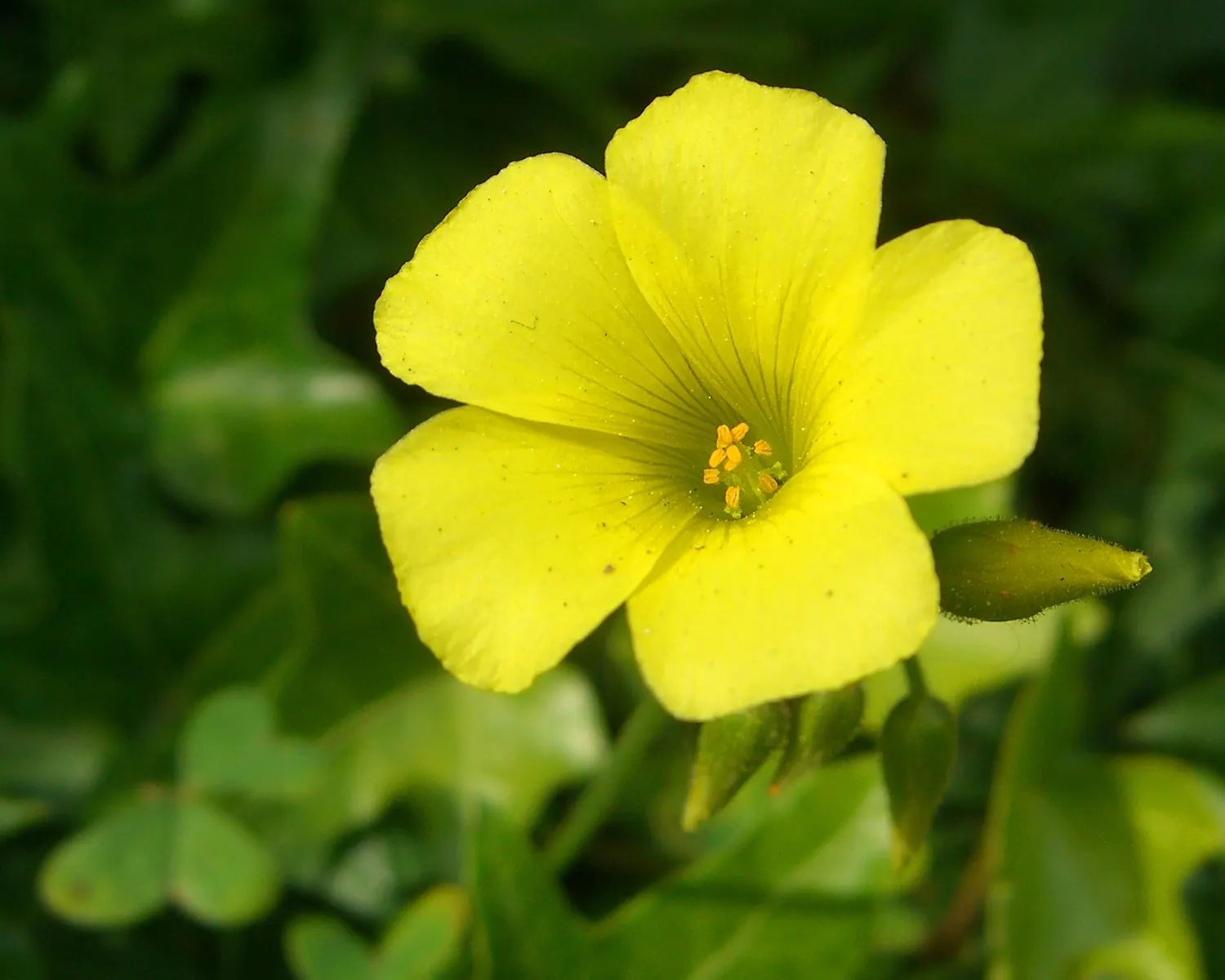 California Buttercup (Ranunculus Californicus) — its moderate growth requires little pruning