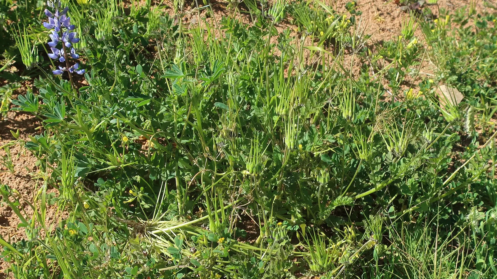 California Buttercup (Ranunculus Californicus) — the California Buttercup tolerates a range of soil types; it's ideal for adding vibrant splashes to wildflower
