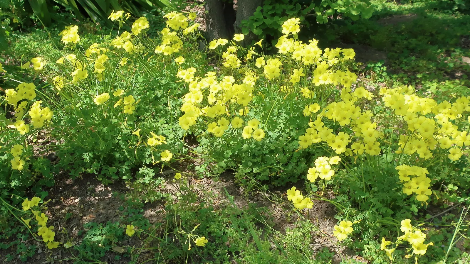 California Buttercup (Ranunculus Californicus) — its moderate growth requires little pruning; gold flowers in the garden