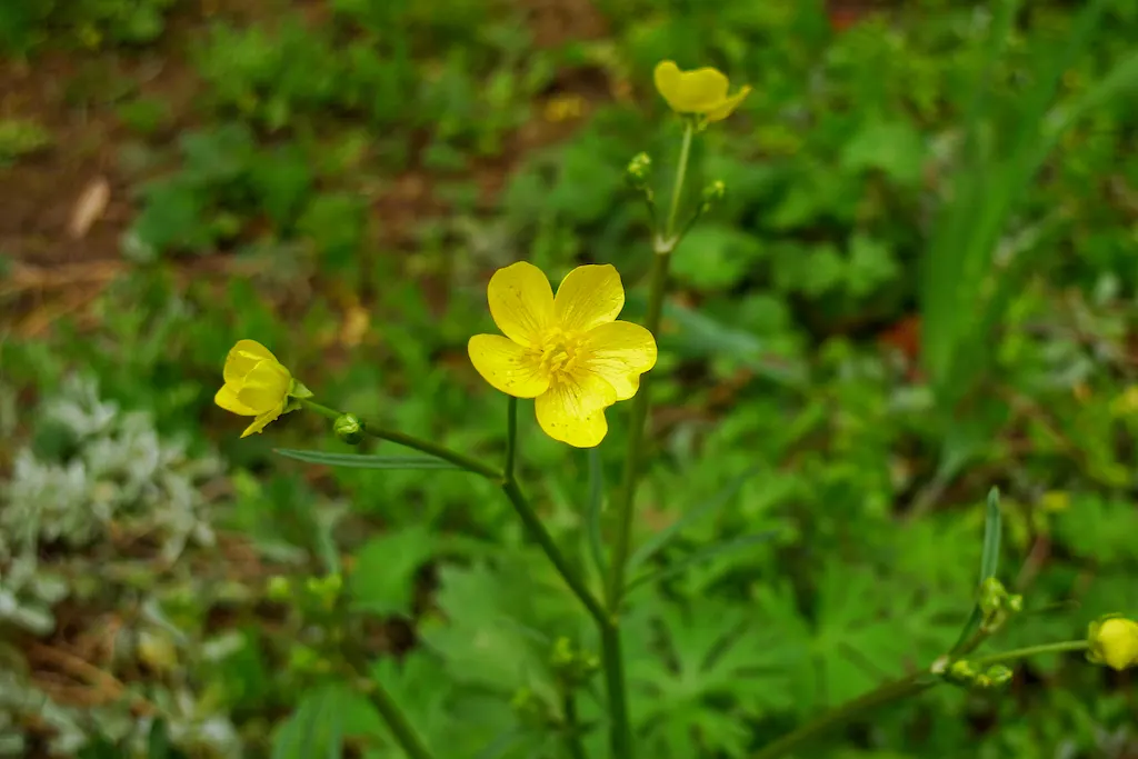 California Buttercup (Ranunculus Californicus) — The buttercup flourishes in well-drained soil and is drought-tolerant once established