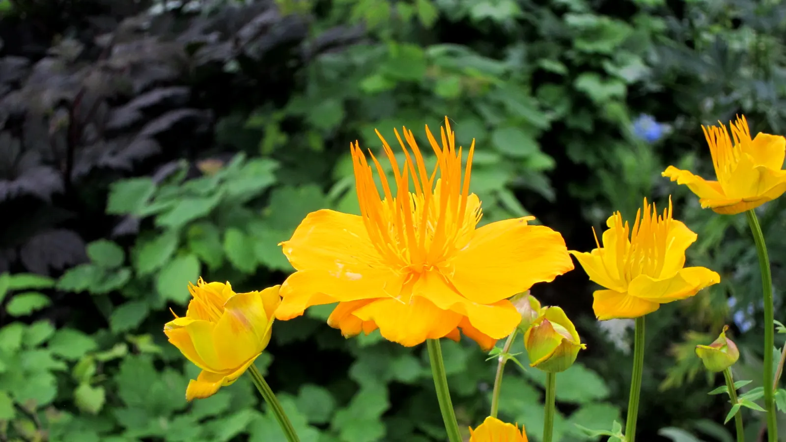 California Buttercup (Ranunculus Californicus) — is a native perennial boasting glossy yellow flowers up to 1 inch across; with an ideal height of 12 to 18