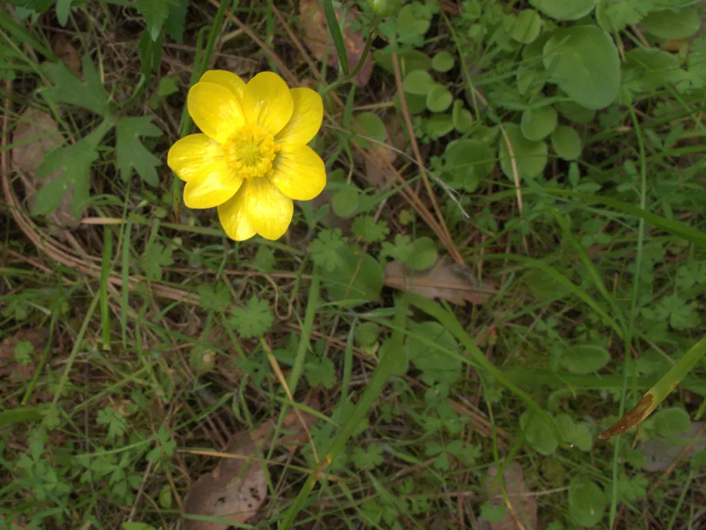 California Buttercup (Ranunculus Californicus) — With an ideal height of 12 to 18 inches and a spread of approximately 12 inches upon maturity