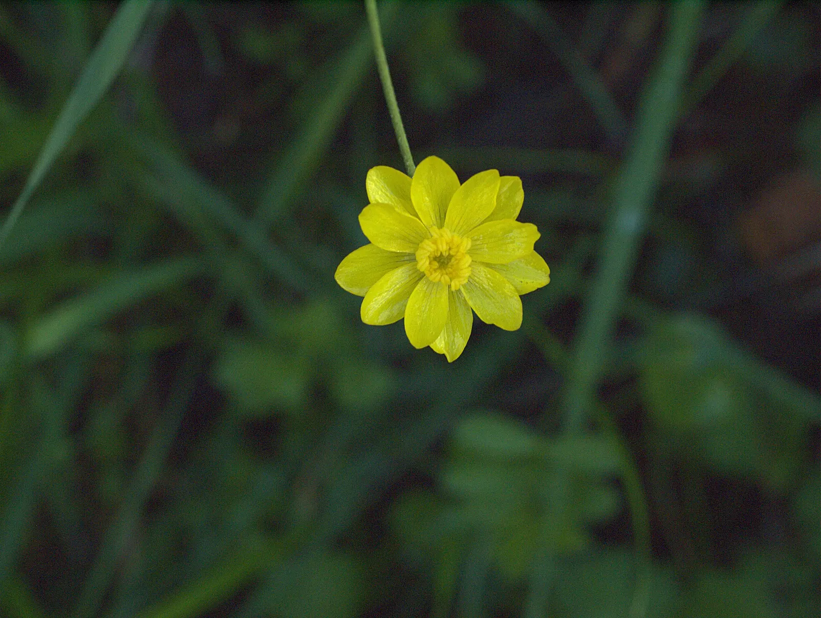 California Buttercup (Ranunculus Californicus) — is a vibrant and resilient perennial best suited for Zones 7-10