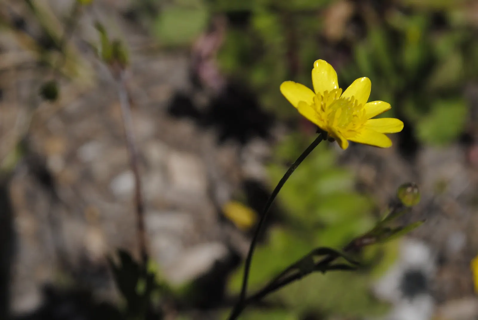 California Buttercup (Ranunculus Californicus) — though it prefers well-draining conditions