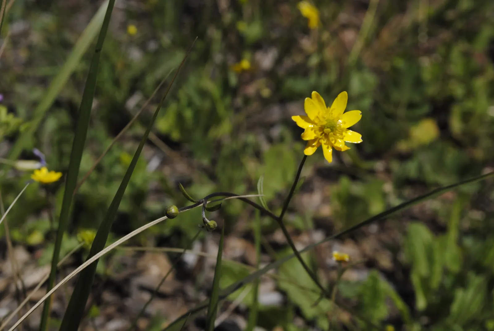 California Buttercup (Ranunculus Californicus) — commonly called California Buttercup