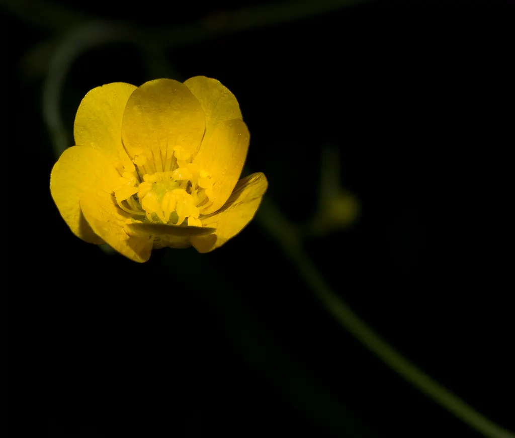 California Buttercup (Ranunculus Californicus) — When including this plant in your design; the California Buttercup tolerates a range of soil types