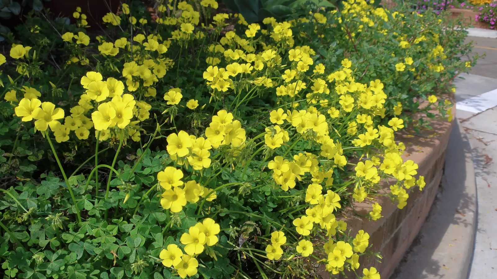 California Buttercup (Ranunculus Californicus) — scientifically known as Ranunculus californicus