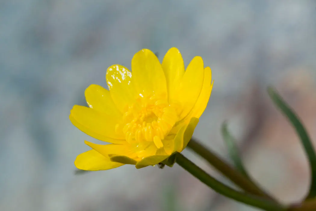 California Buttercup (Ranunculus Californicus) — With an ideal height of 12 to 18 inches and a spread of approximately 12 inches upon maturity; perennial with
