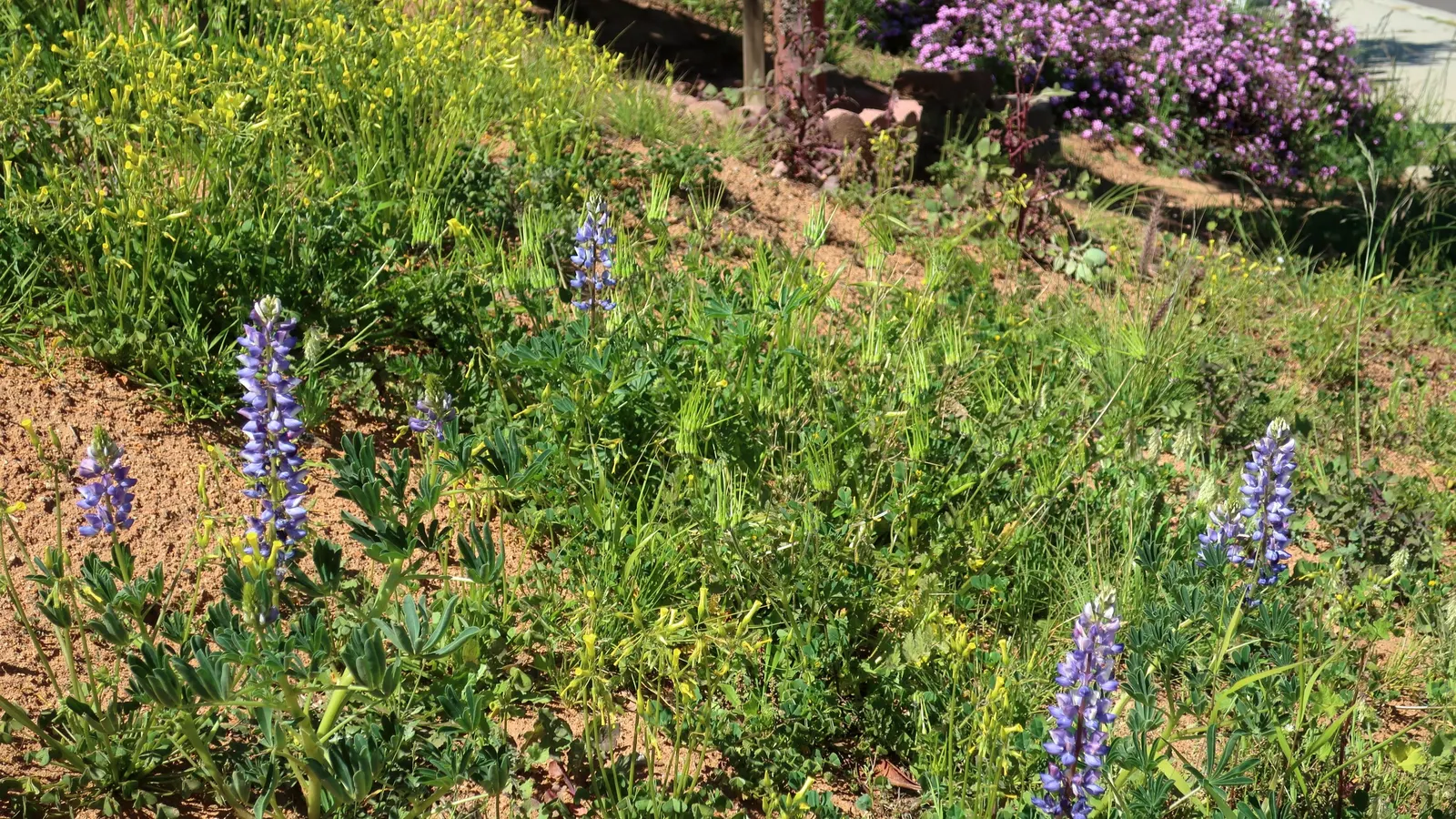 California Buttercup (Ranunculus Californicus) — and other drought-tolerant natives that share its love for the Mediterranean climate