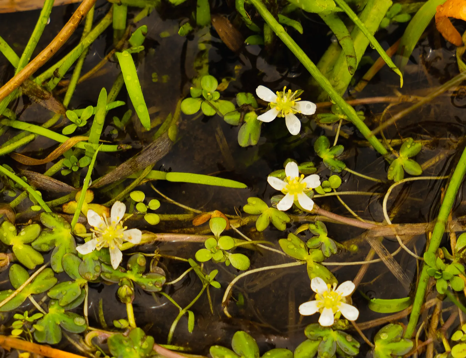 California Buttercup (Ranunculus Californicus) — ensure adequate spacing to promote air circulation and reduce the risk of fungal diseases