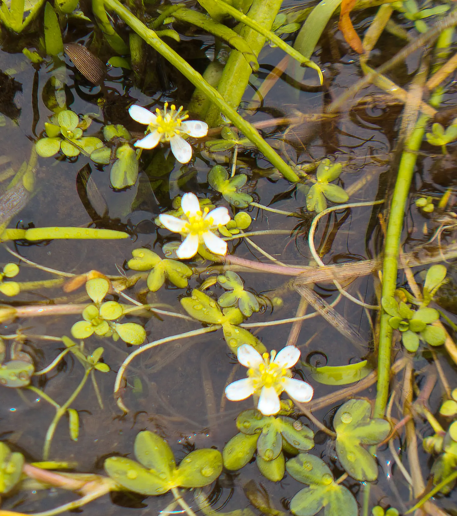 California Buttercup (Ranunculus Californicus) — Its moderate drought tolerance makes it a valuable asset for water-wise gardens