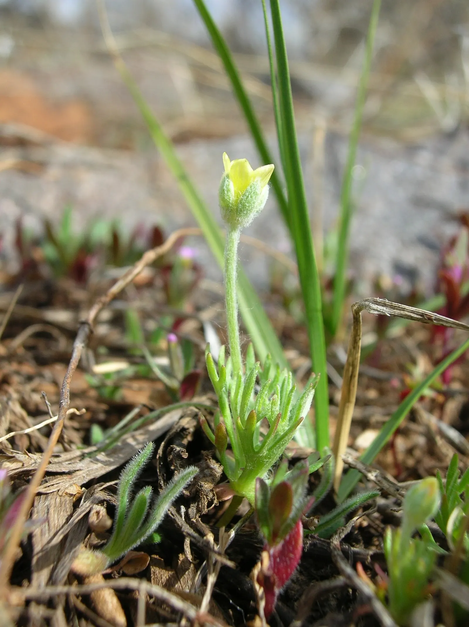California Buttercup (Ranunculus Californicus) — is a vibrant and resilient perennial best suited for Zones 7-10; this hardy plant thrives in full sun to light