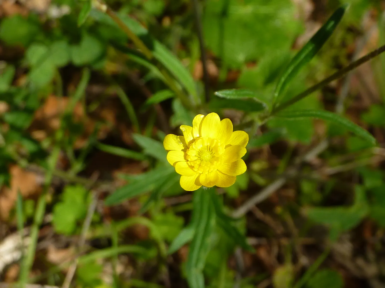 California Buttercup (Ranunculus Californicus) — This native wildflower is a delightful addition to any landscape
