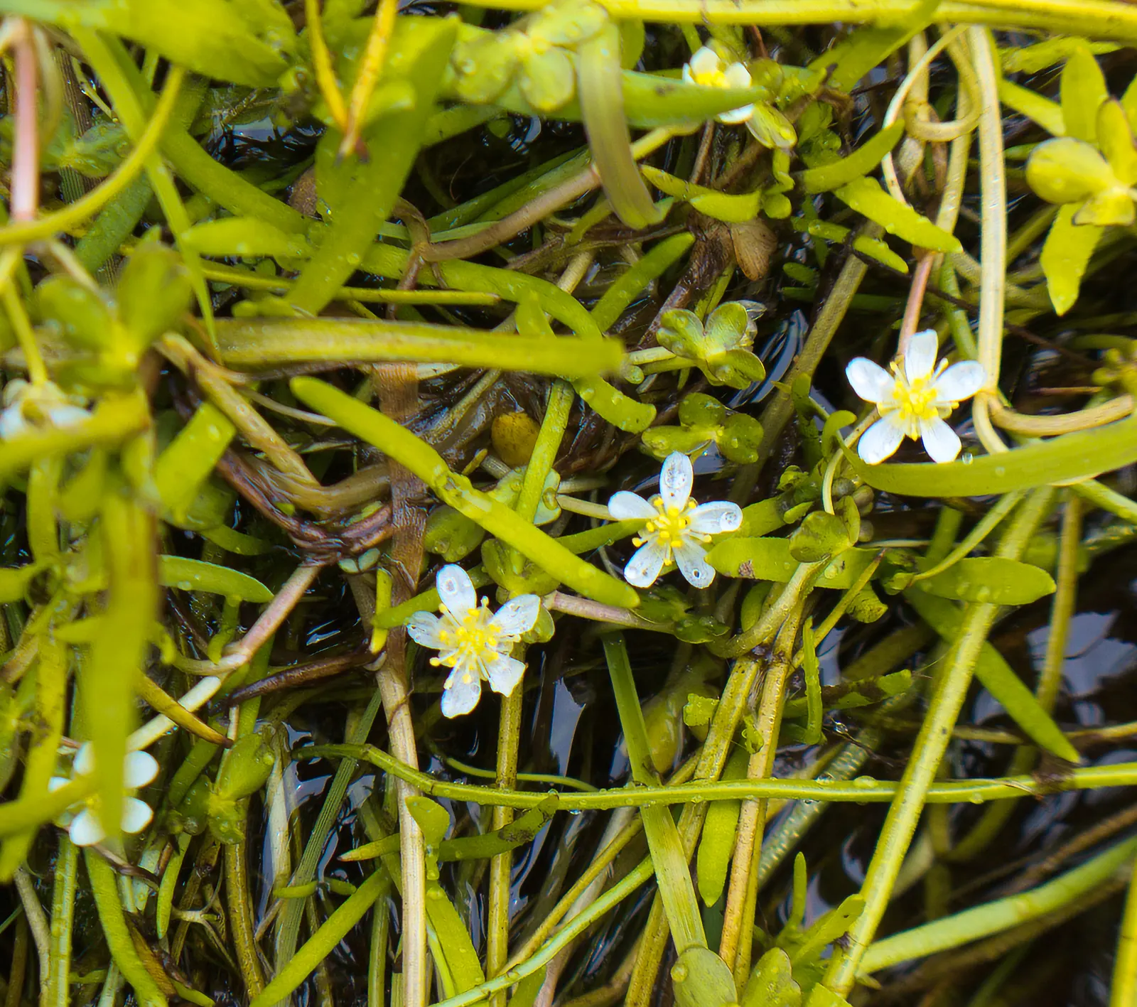 California Buttercup (Ranunculus Californicus) — This plant blooms generously from early spring into midsummer