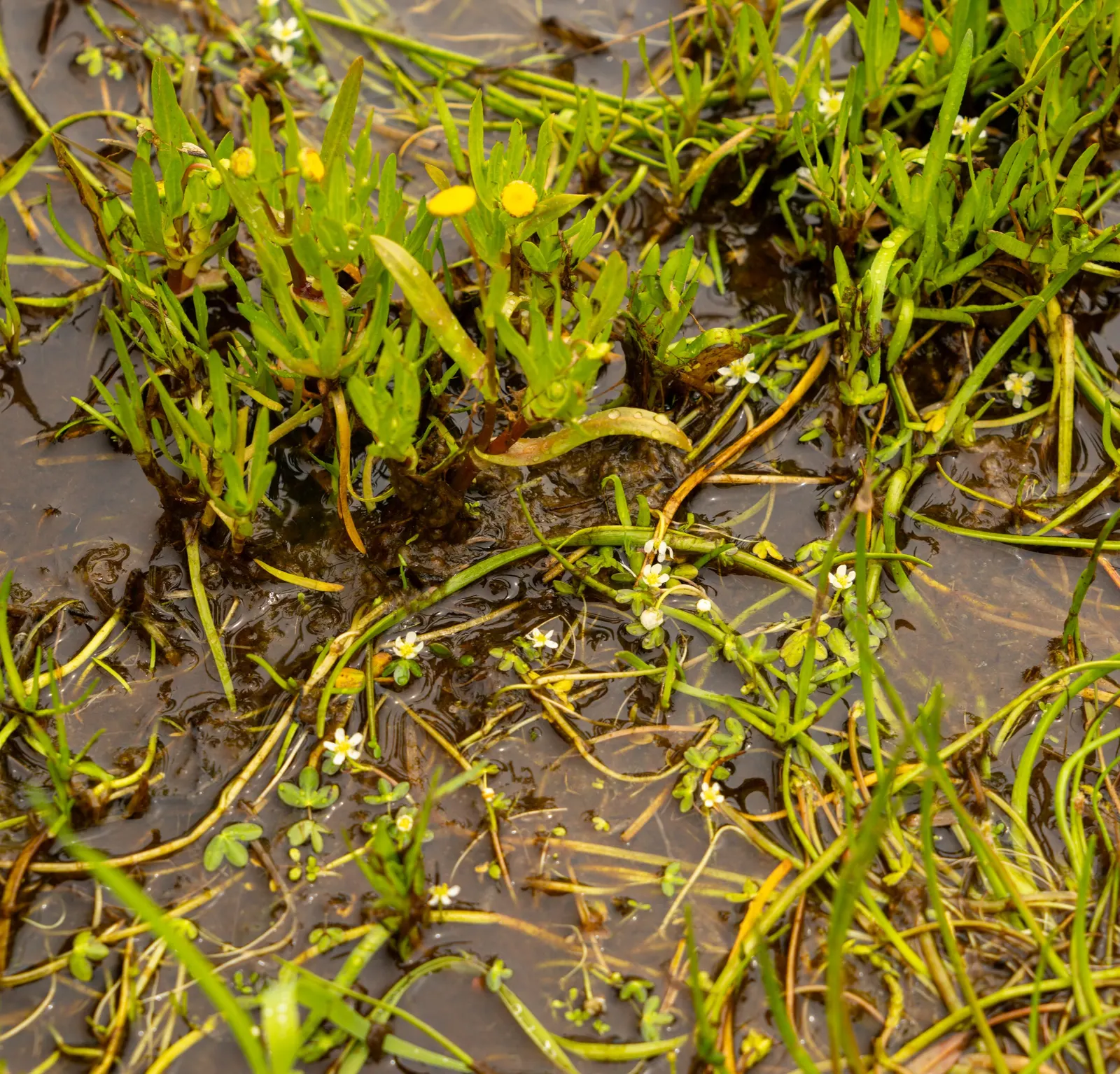 California Buttercup (Ranunculus Californicus) — is a native perennial boasting glossy yellow flowers up to 1 inch across