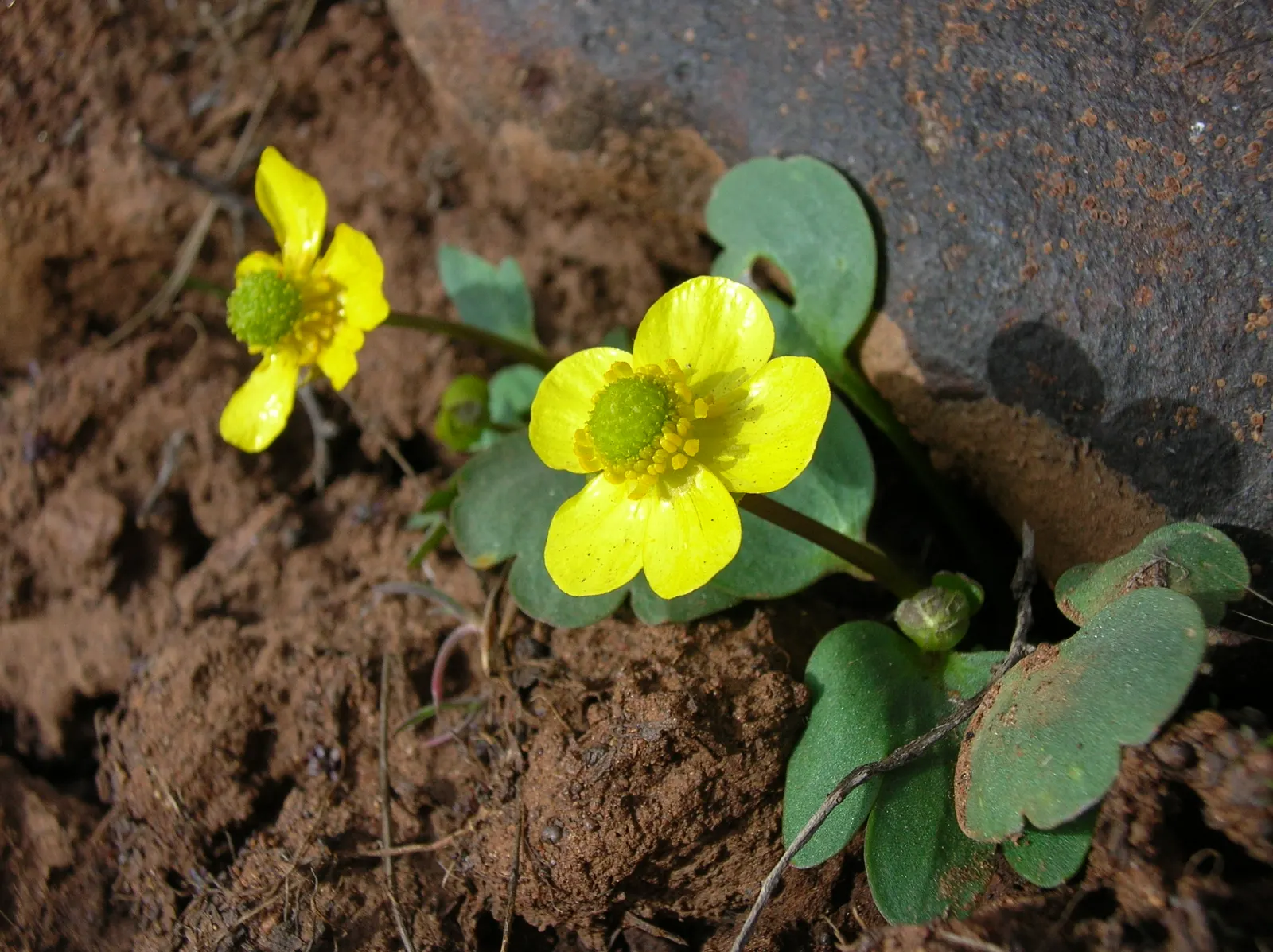 California Buttercup (Ranunculus Californicus) — The buttercup flourishes in well-drained soil and is drought-tolerant once established; perennial for full or