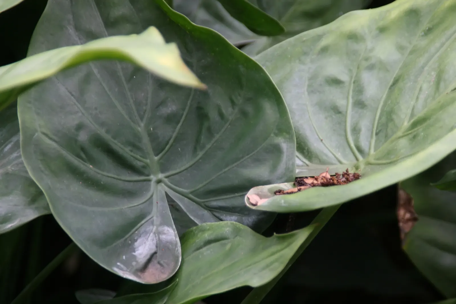 Portea Bromeliad (Portea Petropolitana) — provides an alluring contrast when interspersed with other foliage