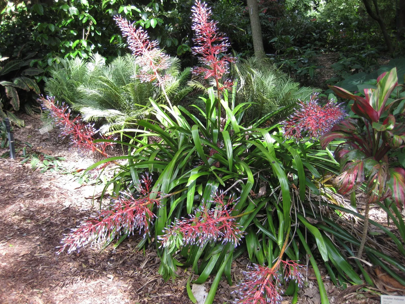 Portea Bromeliad (Portea Petropolitana) — accompanied by pink bracts that persist for several weeks