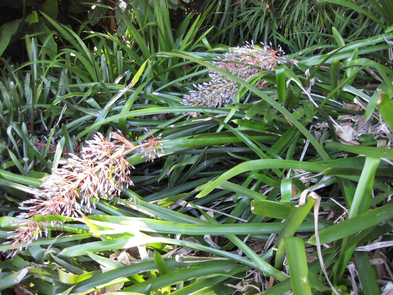Portea Bromeliad (Portea Petropolitana) — arching leaves up to 3 feet in length