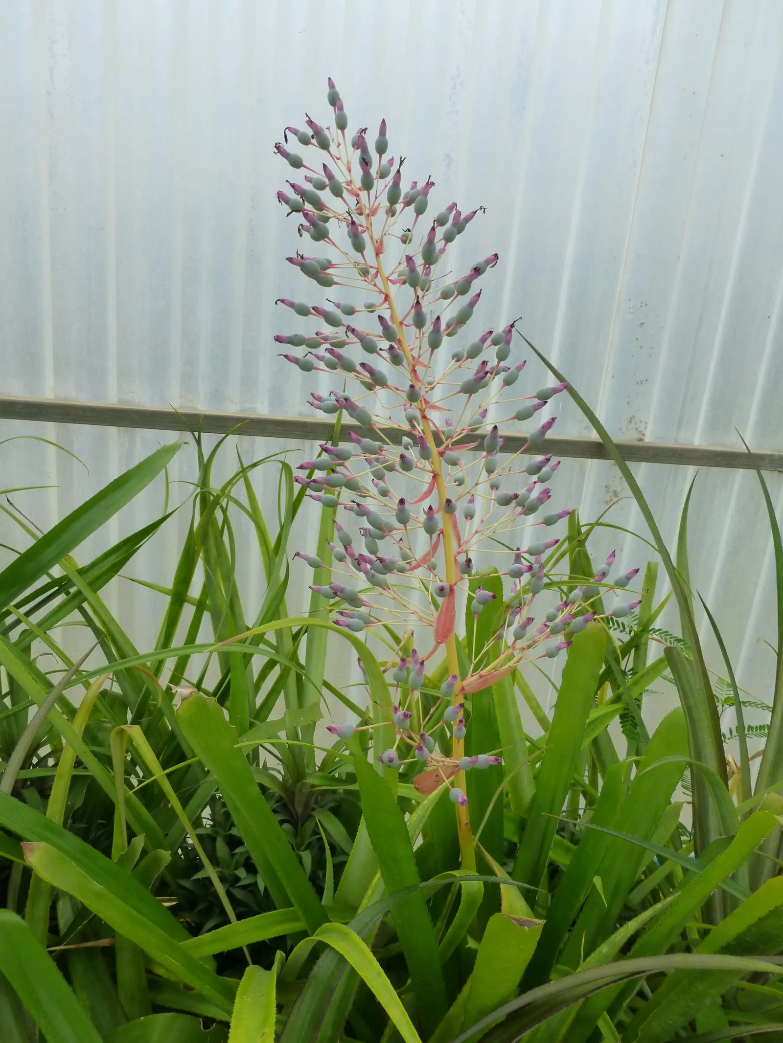 Portea Bromeliad (Portea Petropolitana) — renowned for its long-lasting and brilliantly colored inflorescences