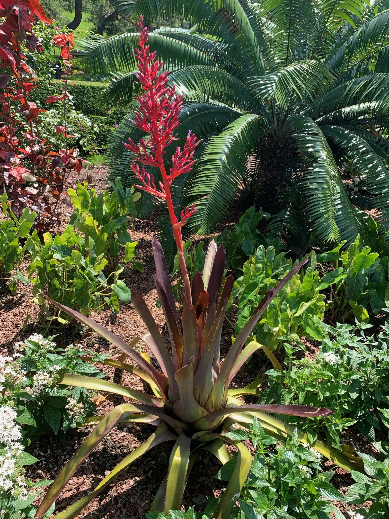 Portea Bromeliad (Portea Petropolitana) — Its blossoms showcase a range of hues from violet to lavender; is an exquisite and vibrant addition to any garden