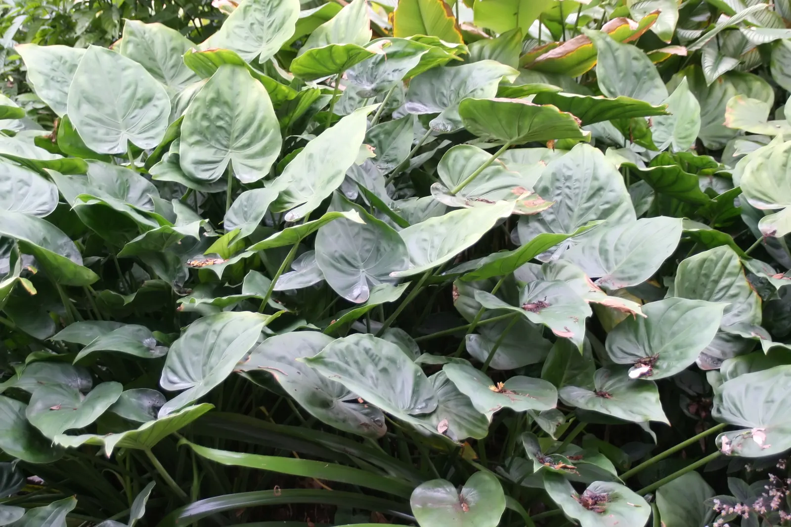 Portea Bromeliad (Portea Petropolitana) — ensuring a dramatic visual impact in the landscape.<br><br>For optimal growth