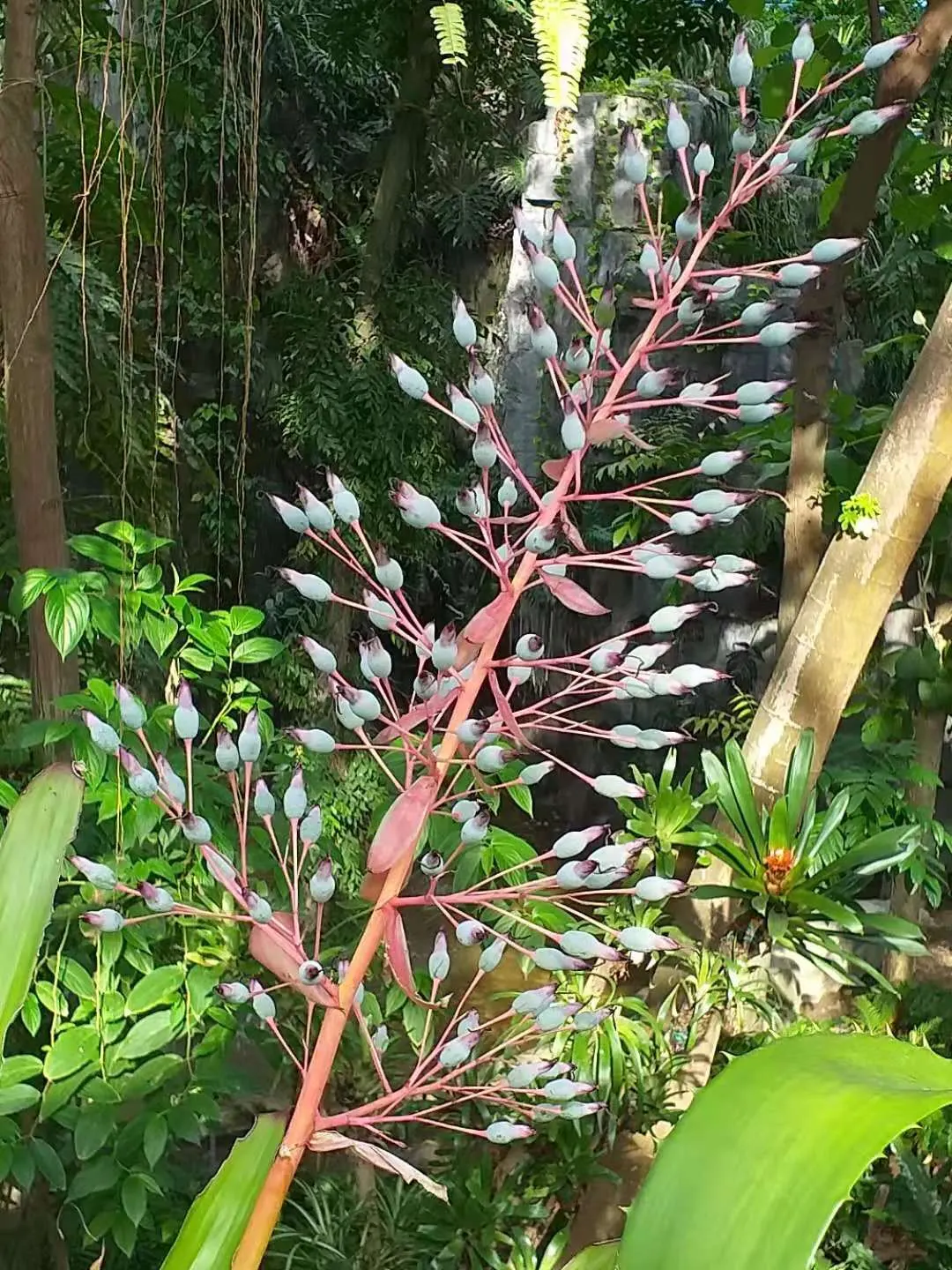 Portea Bromeliad (Portea Petropolitana) — strap-like leaves that can grow up to 2 feet in length