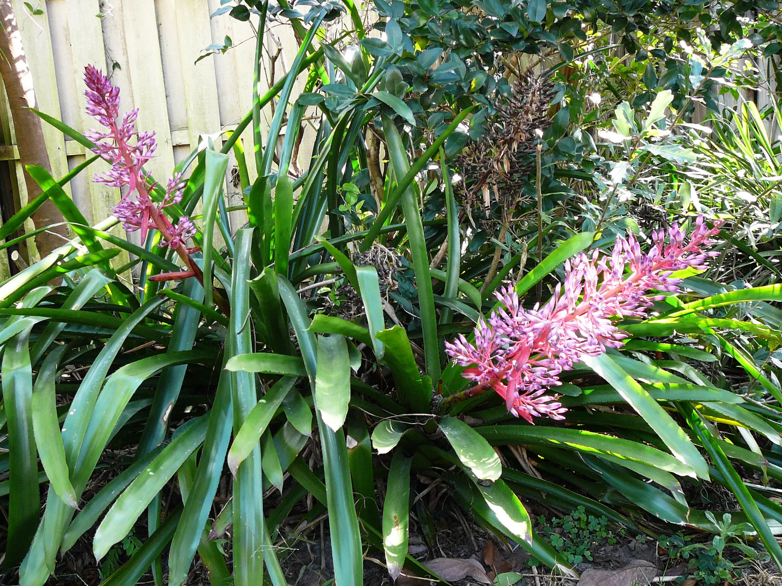 Portea Bromeliad (Portea Petropolitana) — Portea Bromeliad (Portea petropolitana) is a striking evergreen perennial featuring long; ideal for USDA zones