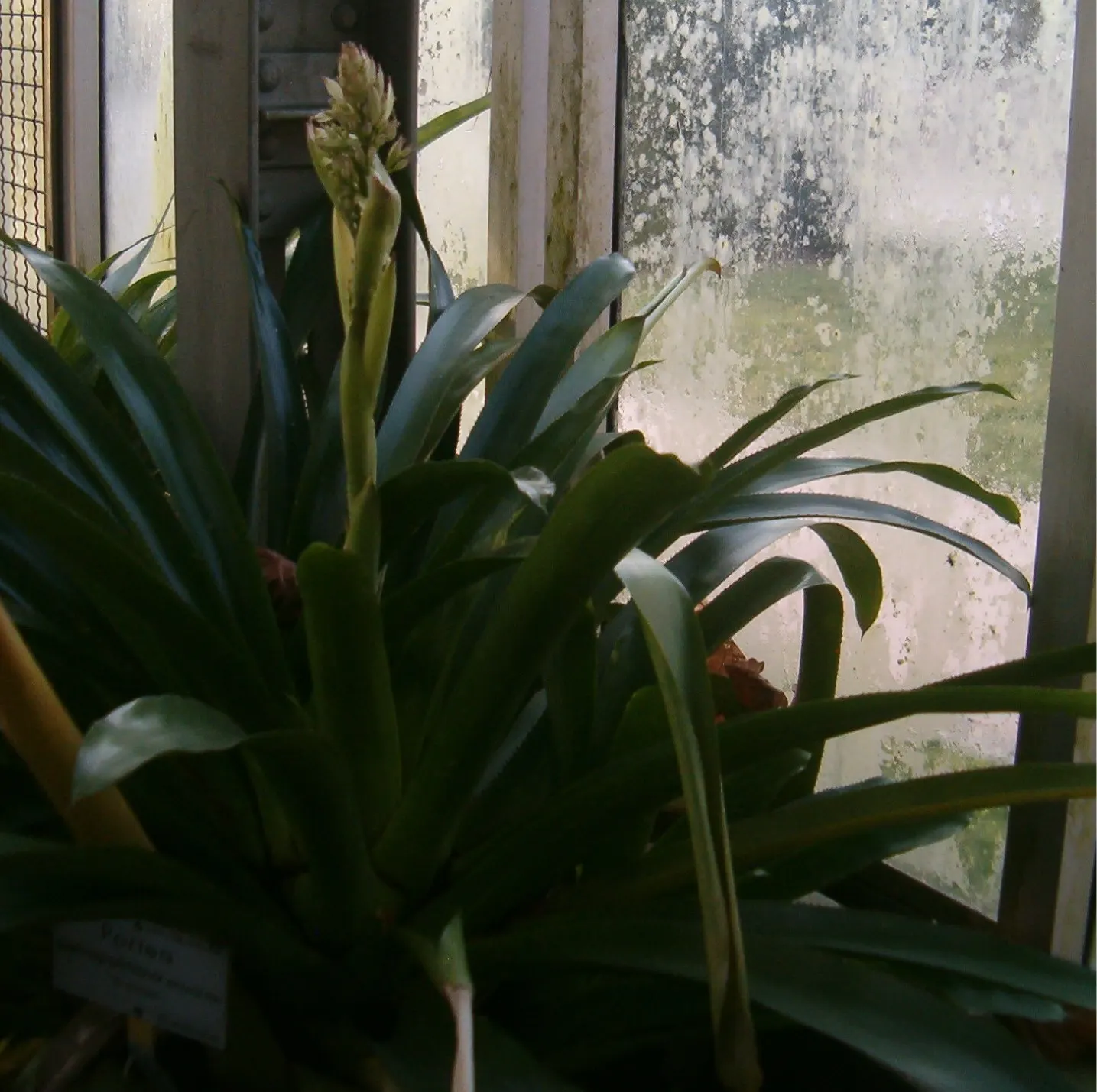 Portea Bromeliad (Portea Petropolitana) — ensuring a dramatic visual impact in the landscape.<br><br>For optimal growth; the Portea Bromeliad will flourish