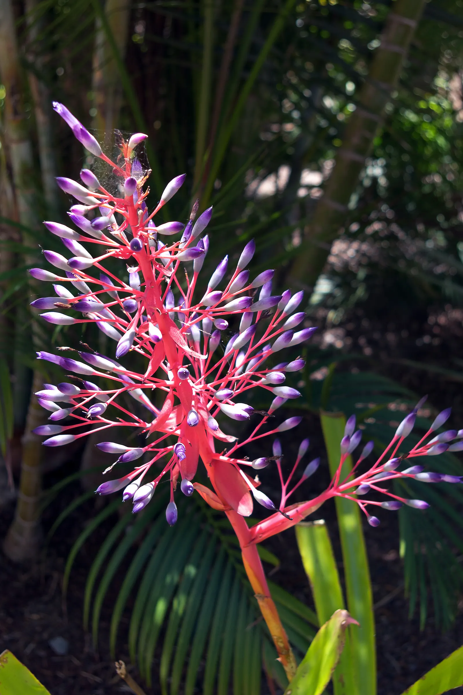 Portea Bromeliad (Portea Petropolitana) — displaying an impressive bloom spike that can reach up to 3 feet in height; pink and purple flowers in the garden