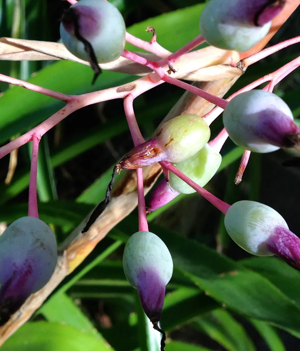 Portea Bromeliad (Portea Petropolitana) — with some tolerance for bright indirect light