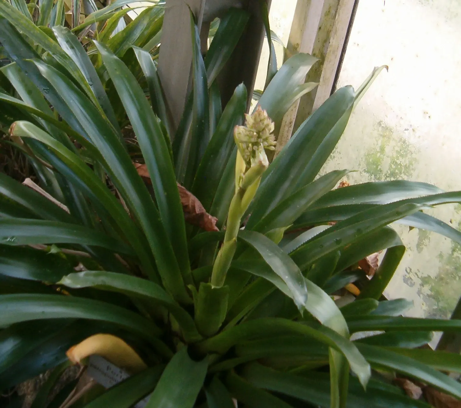 Portea Bromeliad (Portea Petropolitana) — succulent for deep shade or shade