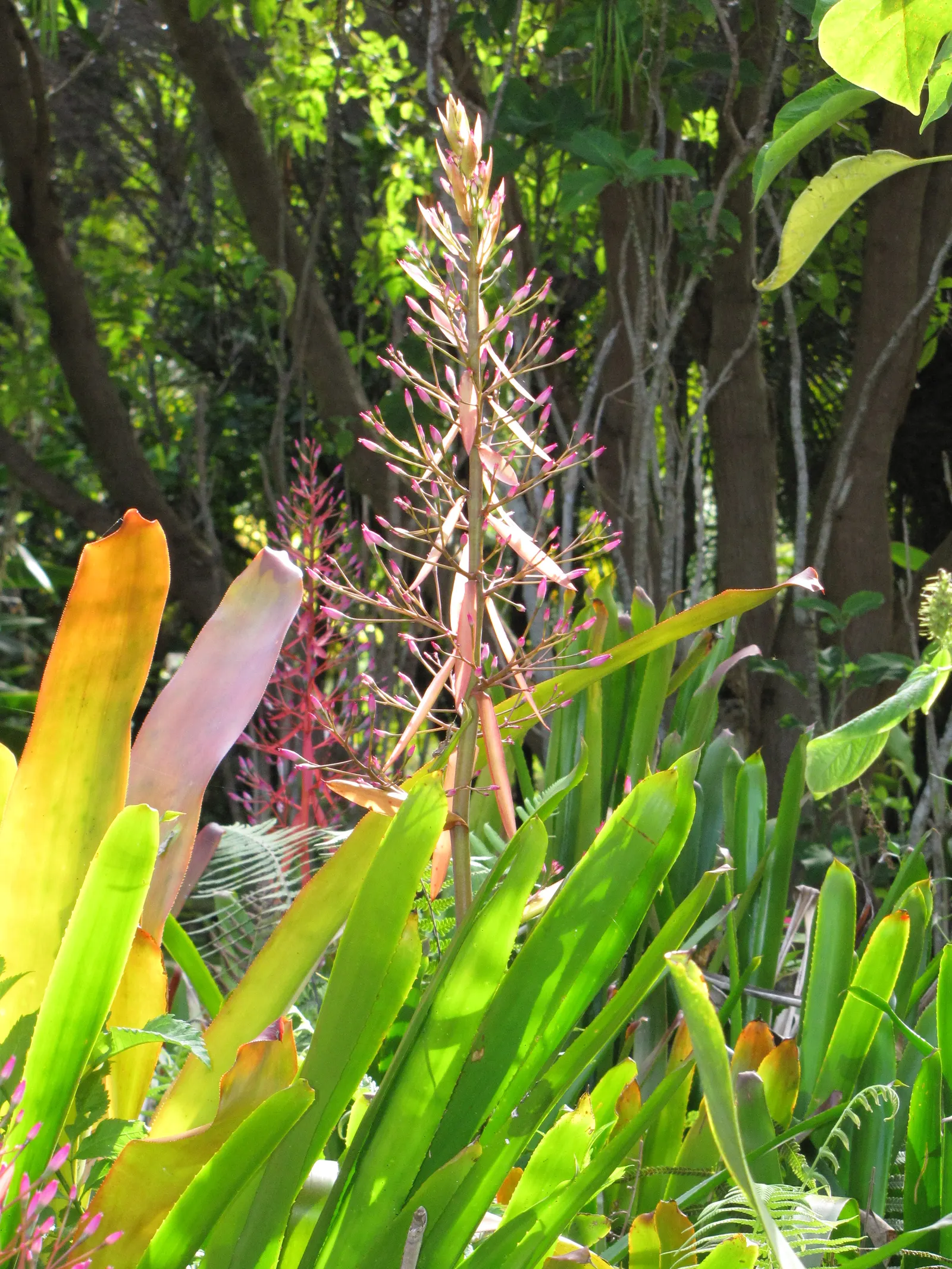 Portea Bromeliad (Portea Petropolitana) — the Portea Bromeliad will flourish