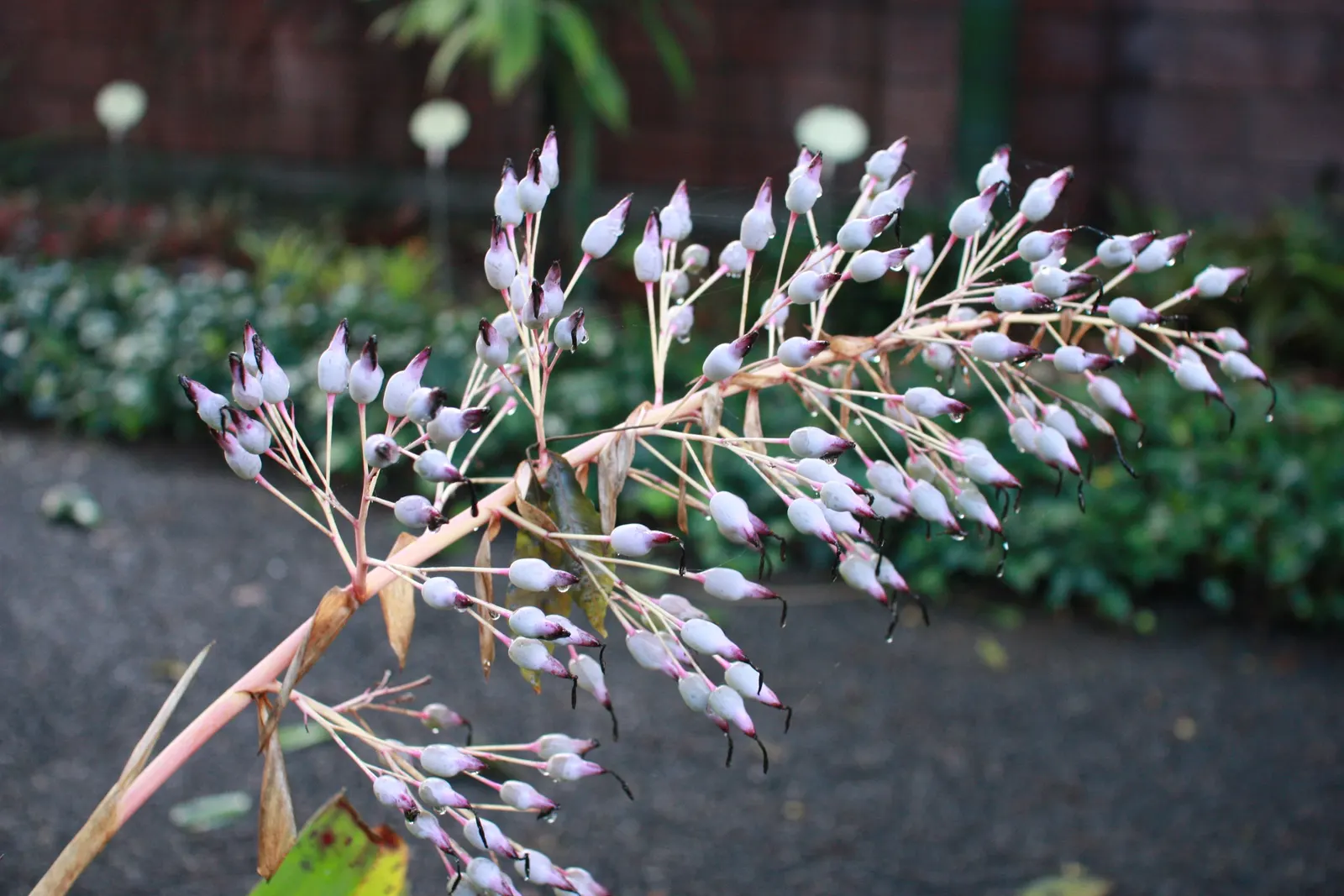 Portea Bromeliad (Portea Petropolitana) — the Portea Bromeliad requires well-drained soil and partial shade; thrives in well-drained soil, partial shade to
