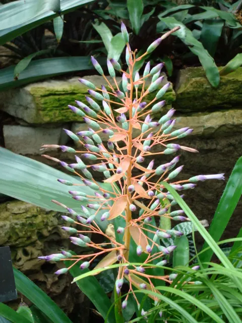 Portea Bromeliad (Portea Petropolitana) — succulent with pink and purple blooms