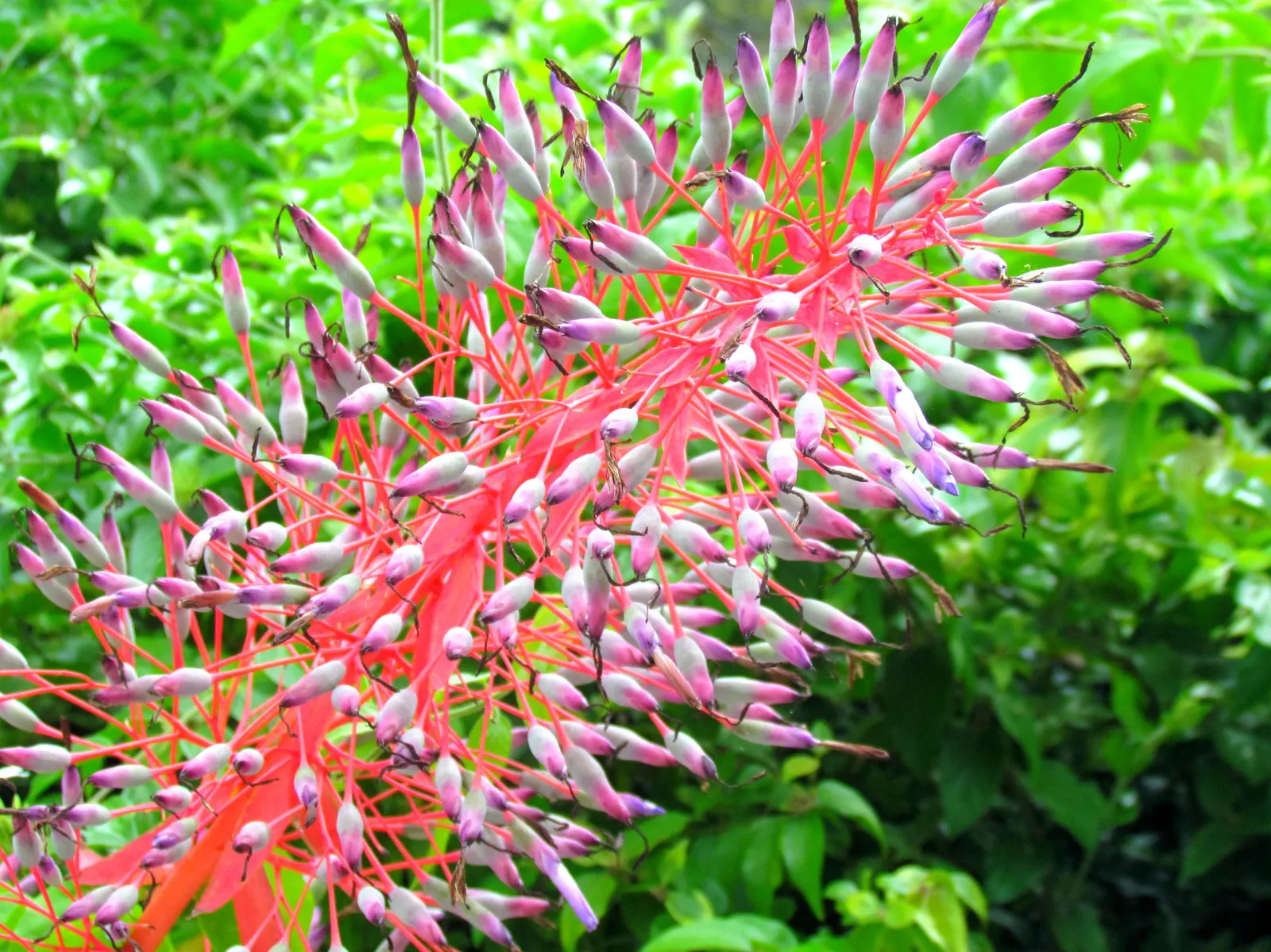 Portea Bromeliad (Portea Petropolitana) — renowned for its long-lasting and brilliantly colored inflorescences; an epiphytic plant by nature, it is amenable to