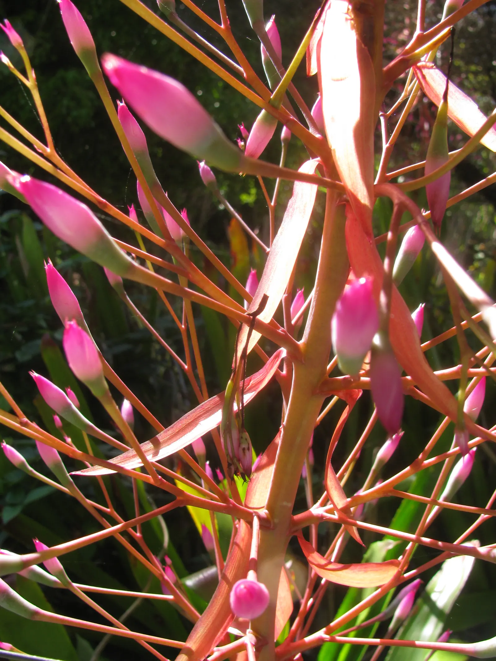 Portea Bromeliad (Portea Petropolitana) — These leaves are a striking silvery-green with a leathery texture and may feature finely toothed edges