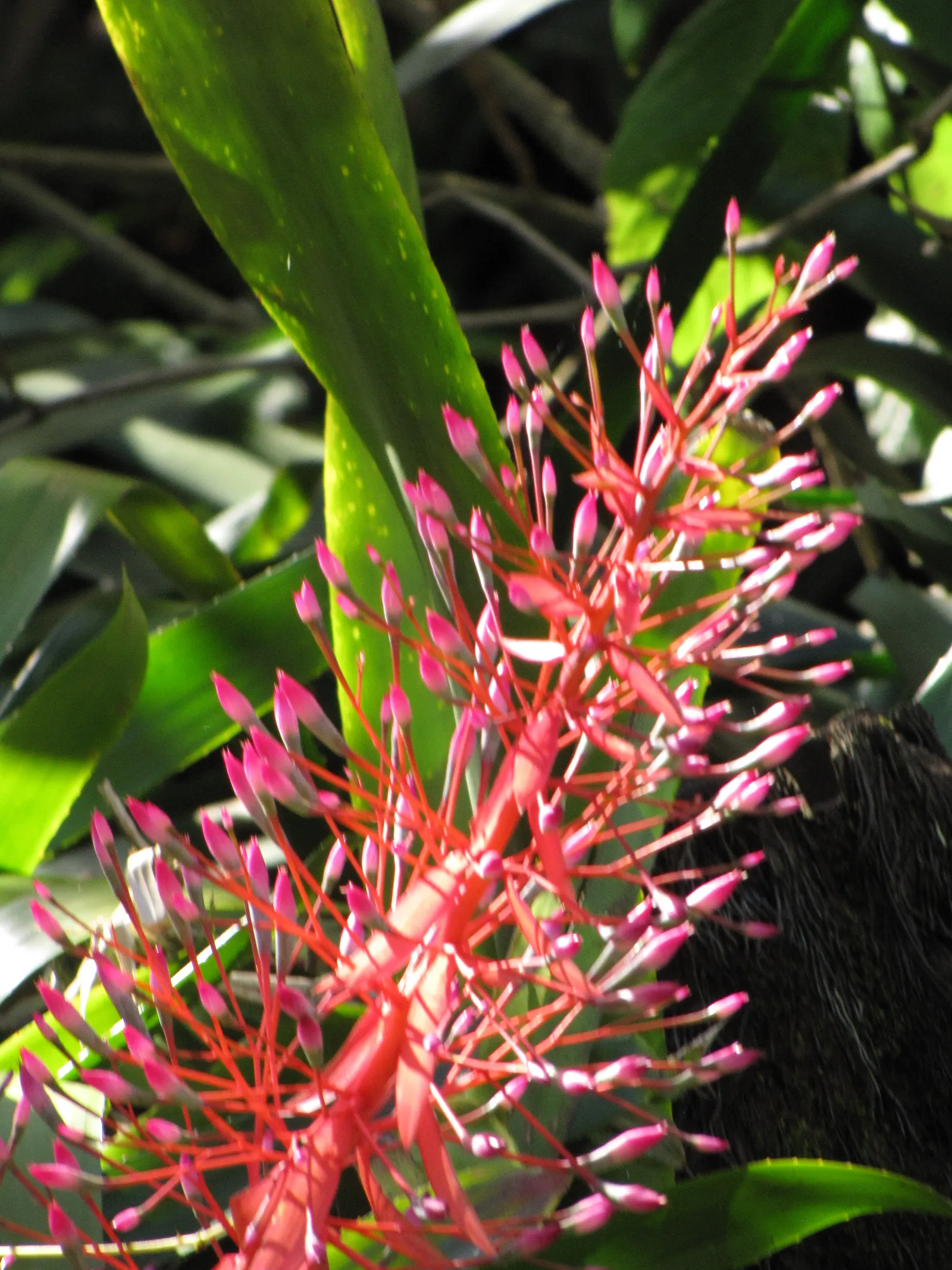 Portea Bromeliad (Portea Petropolitana) — Portea Bromeliad (Portea petropolitana) is a striking evergreen perennial featuring long