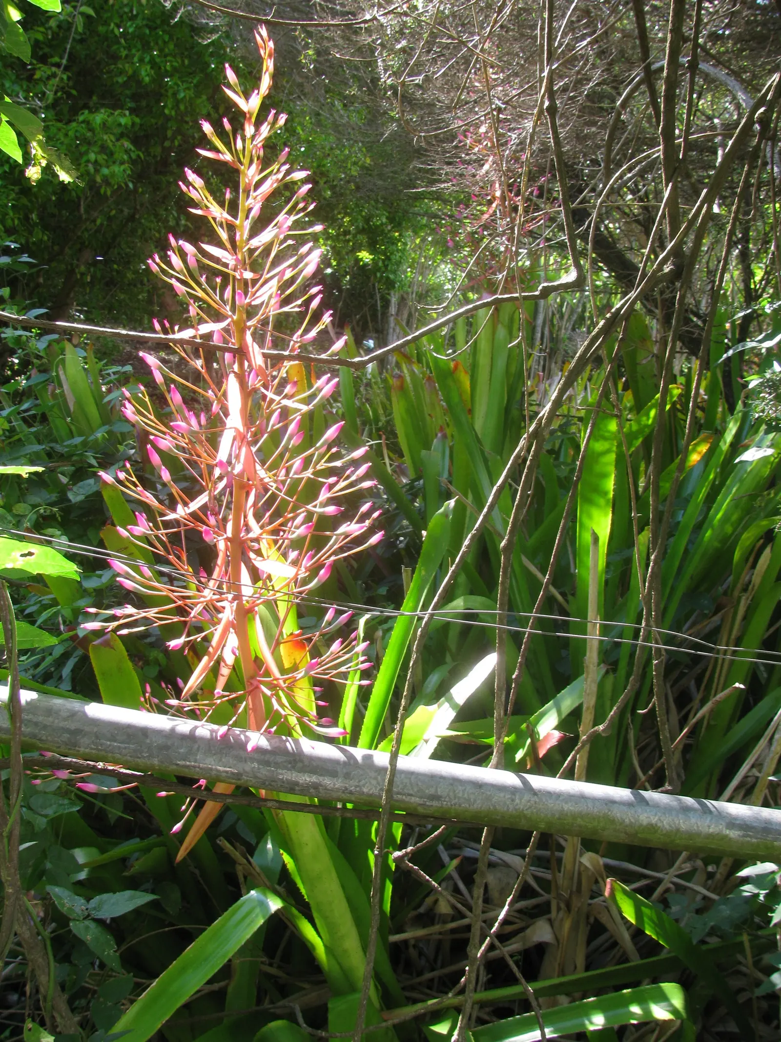Portea Bromeliad (Portea Petropolitana) — is an exquisite and vibrant addition to any garden
