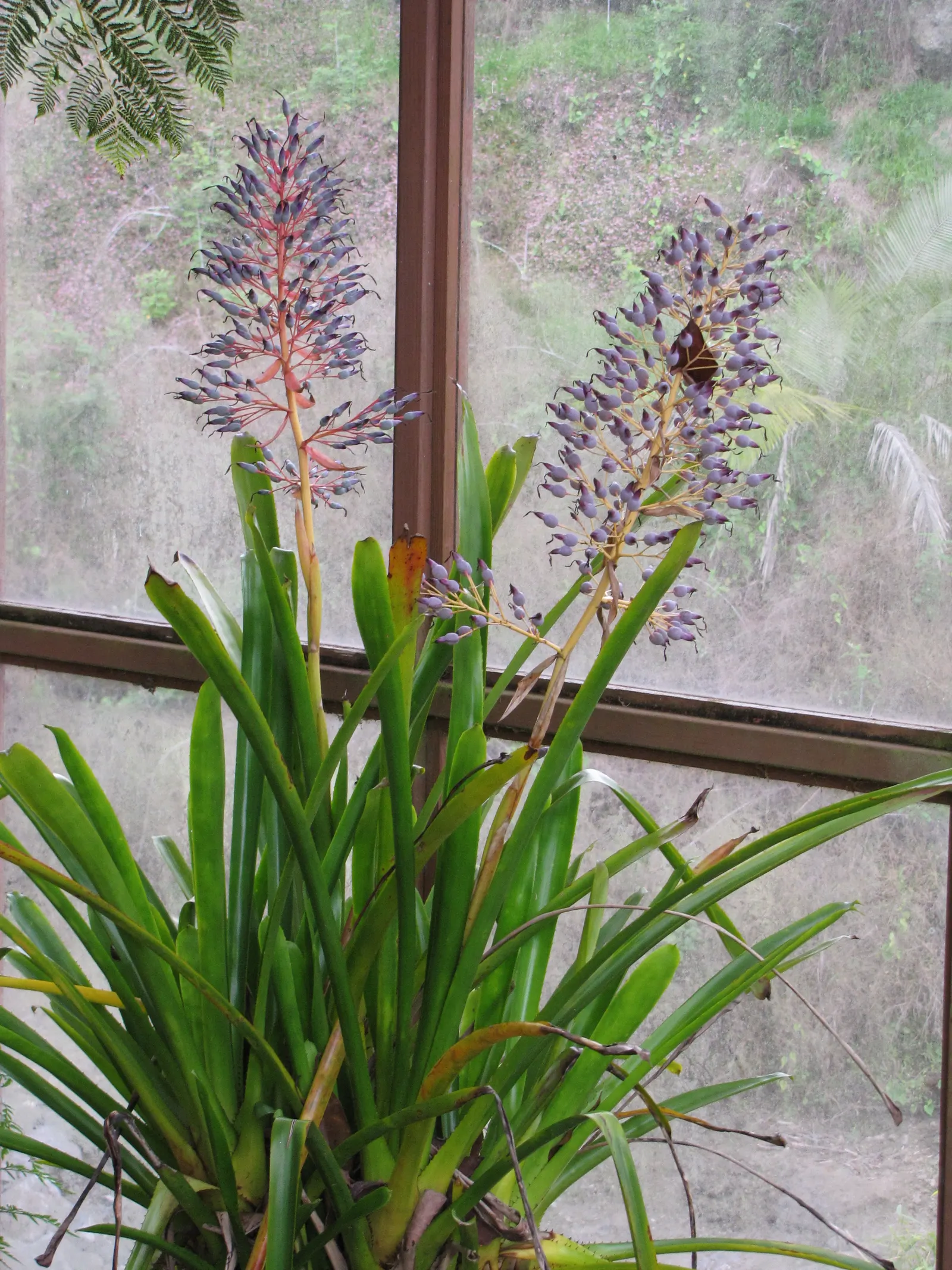 Portea Bromeliad (Portea Petropolitana) — displaying an impressive bloom spike that can reach up to 3 feet in height