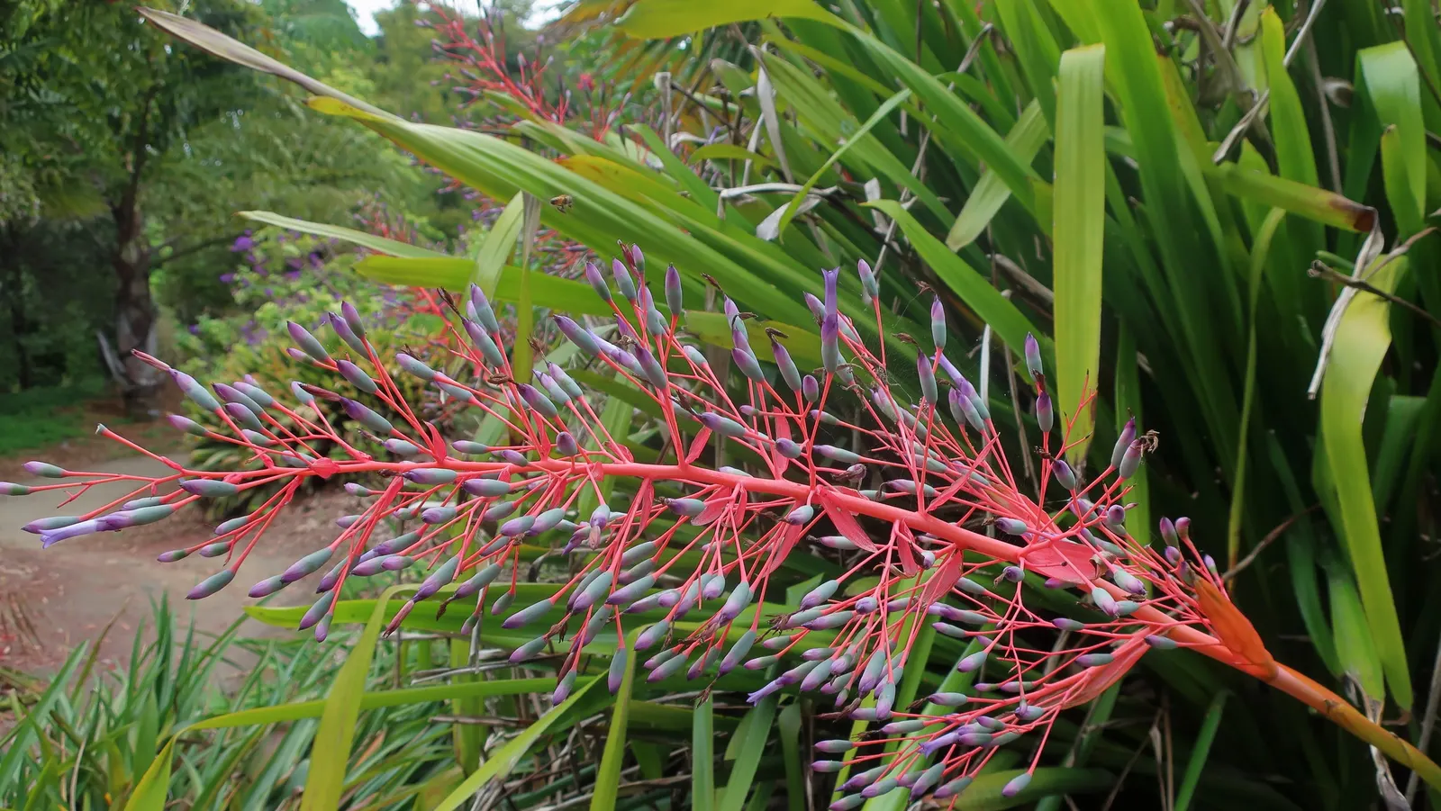 Portea Bromeliad (Portea Petropolitana) — Its blossoms showcase a range of hues from violet to lavender