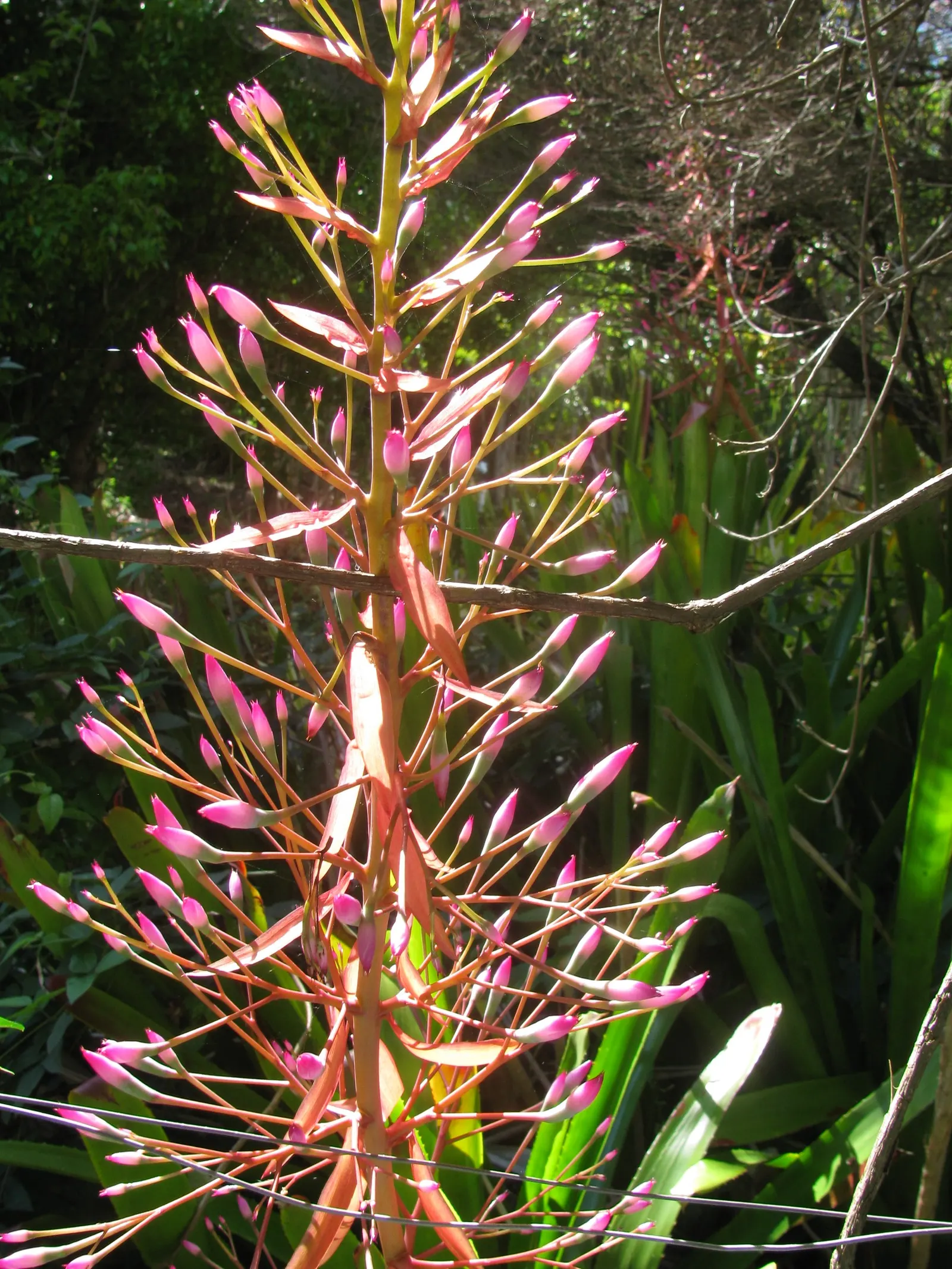Portea Bromeliad (Portea Petropolitana) — exotic beauty to the designed landscape